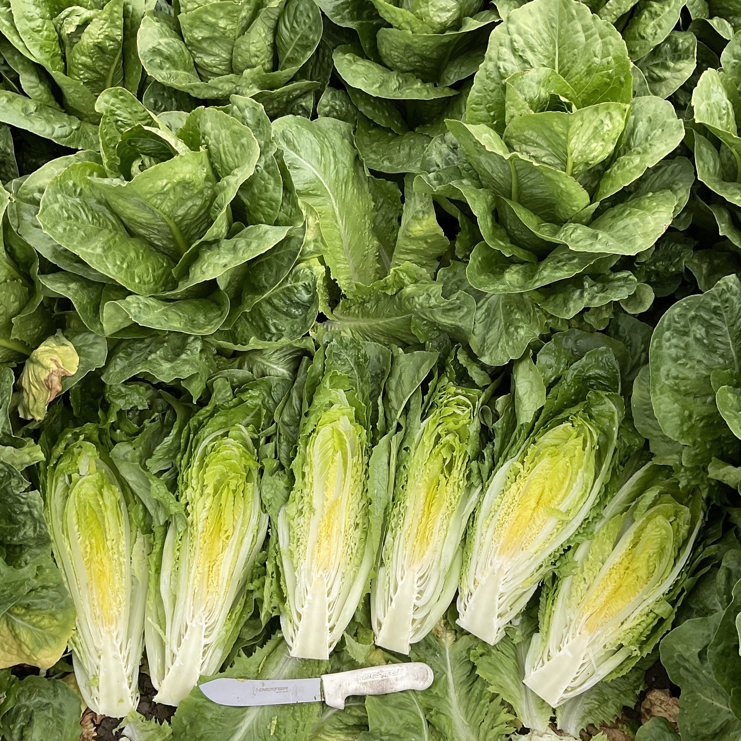OP Green Romaine Lettuce - Stampede
