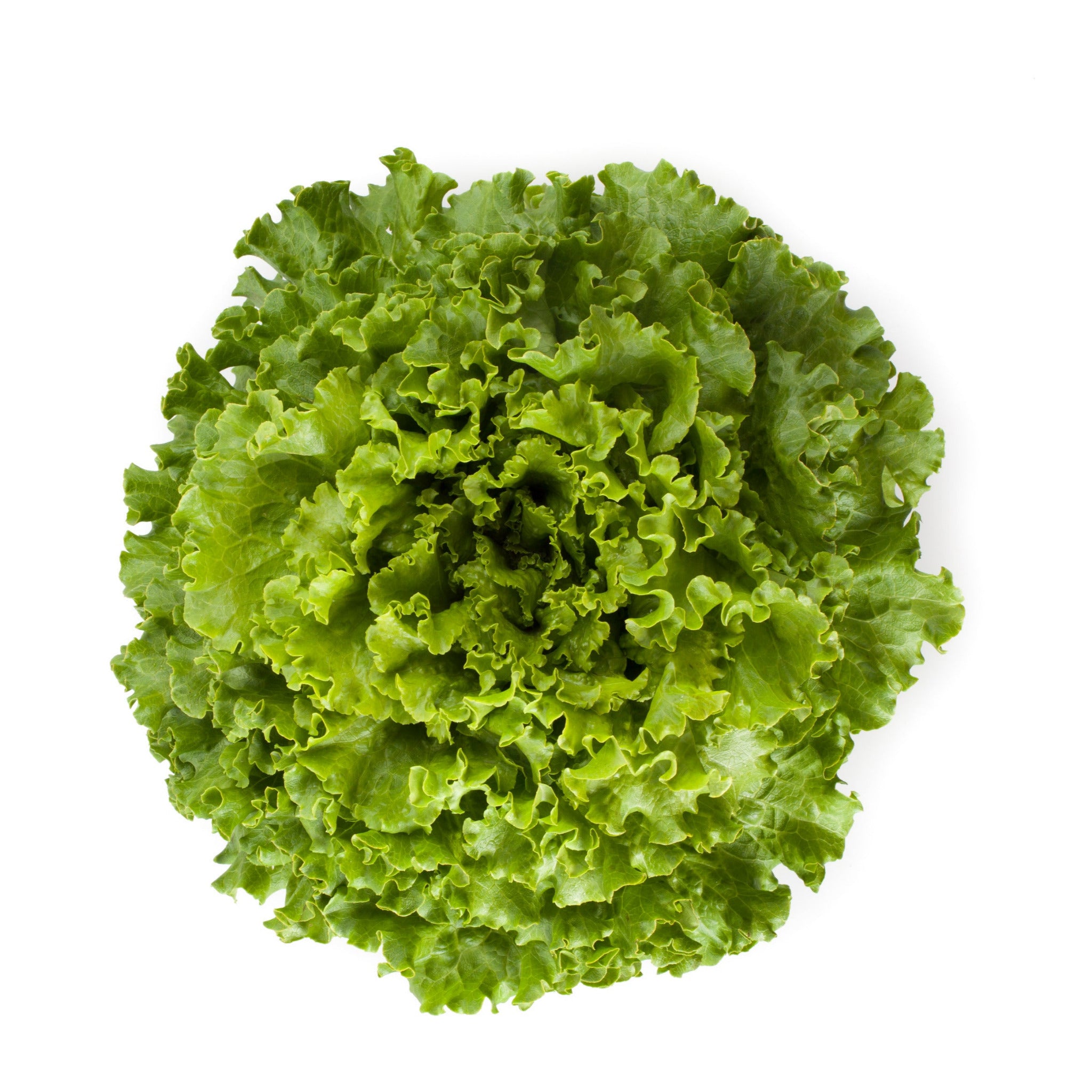 OP Green Leaf Lettuce - Starfighter RZ – Gowan