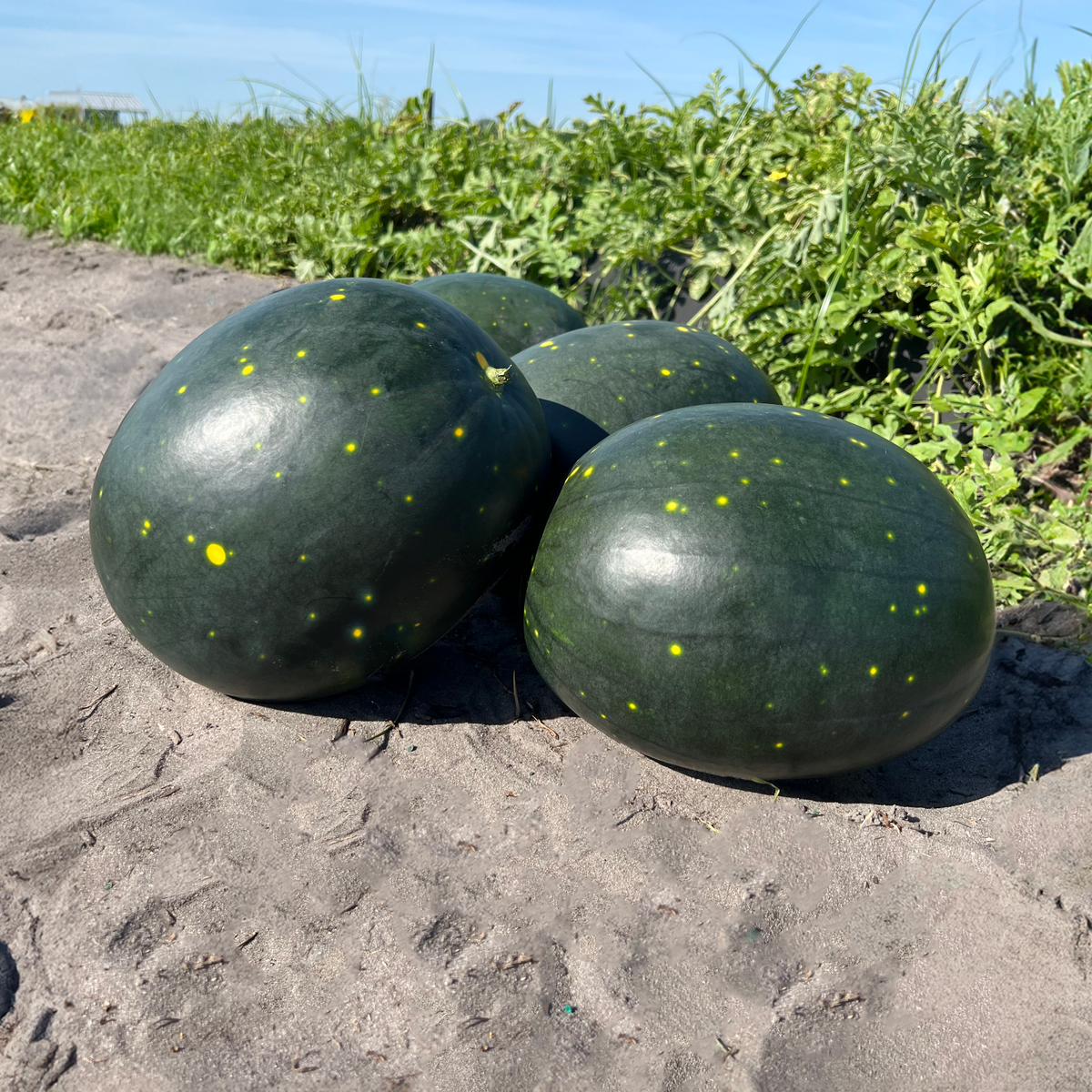 Hybrid Triploid (Seedless) Sugar Baby Rind Watermelon - Starship