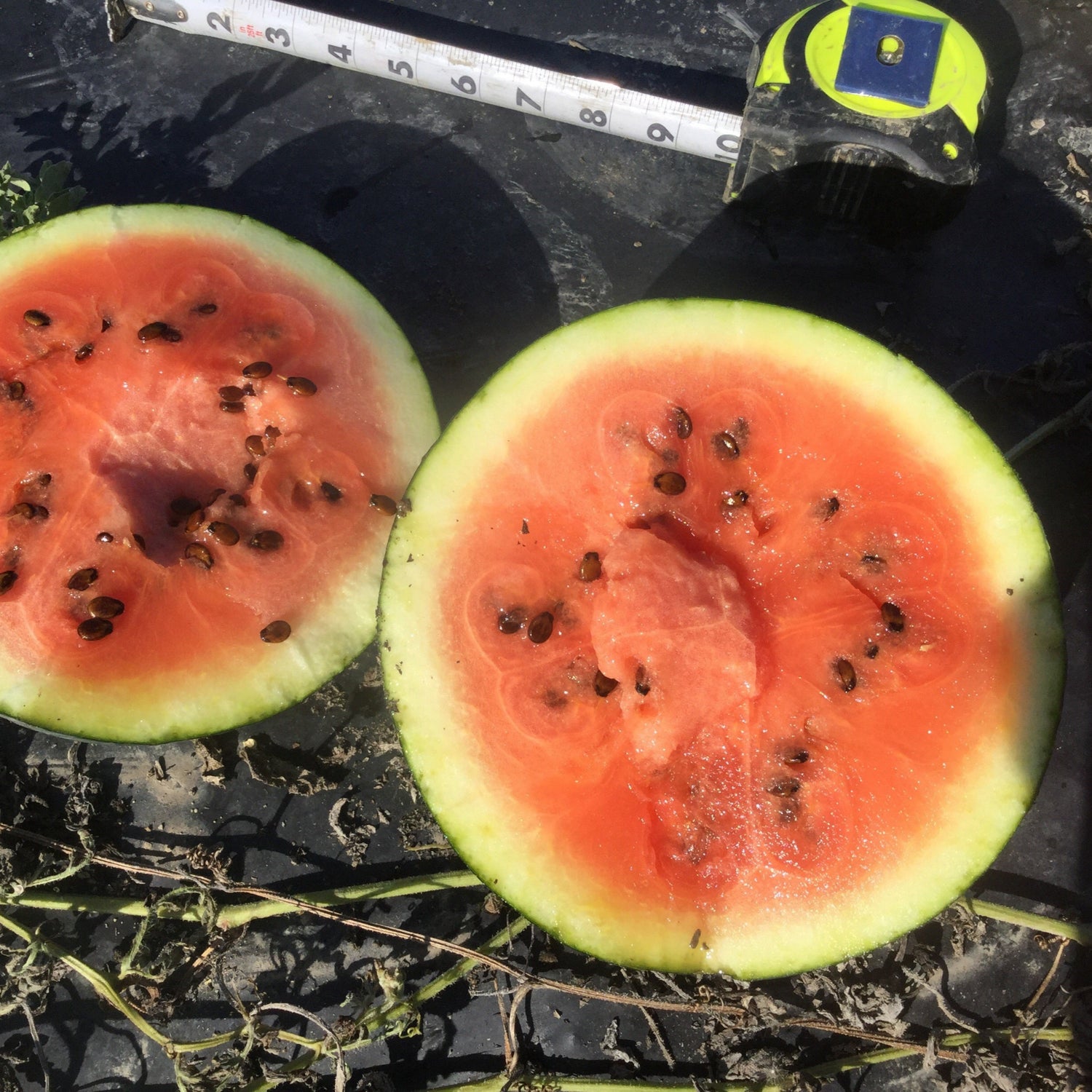 OP Diploid (Seeded) Sugar Baby Rind Watermelon - Sugar Baby