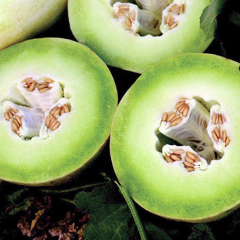 Hybrid Honeydew Melon - Summer Dew