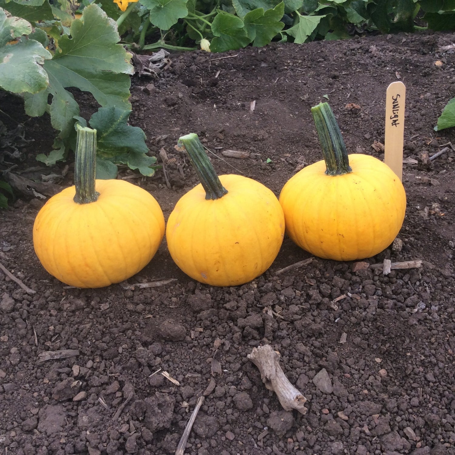 Hybrid Small/Pie Pumpkin - Sunlight