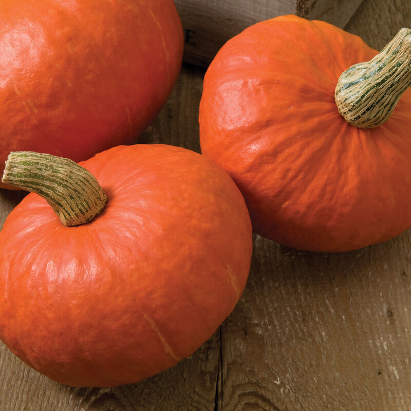 Hybrid Buttercup/Kabocha Squash - Sunshine