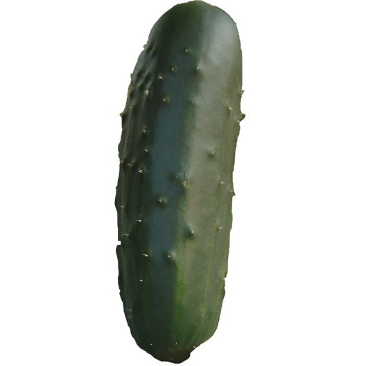 Hybrid Pickling Cucumber - Supremo