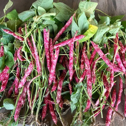 OP Cranberry Bean - Supremo Plus