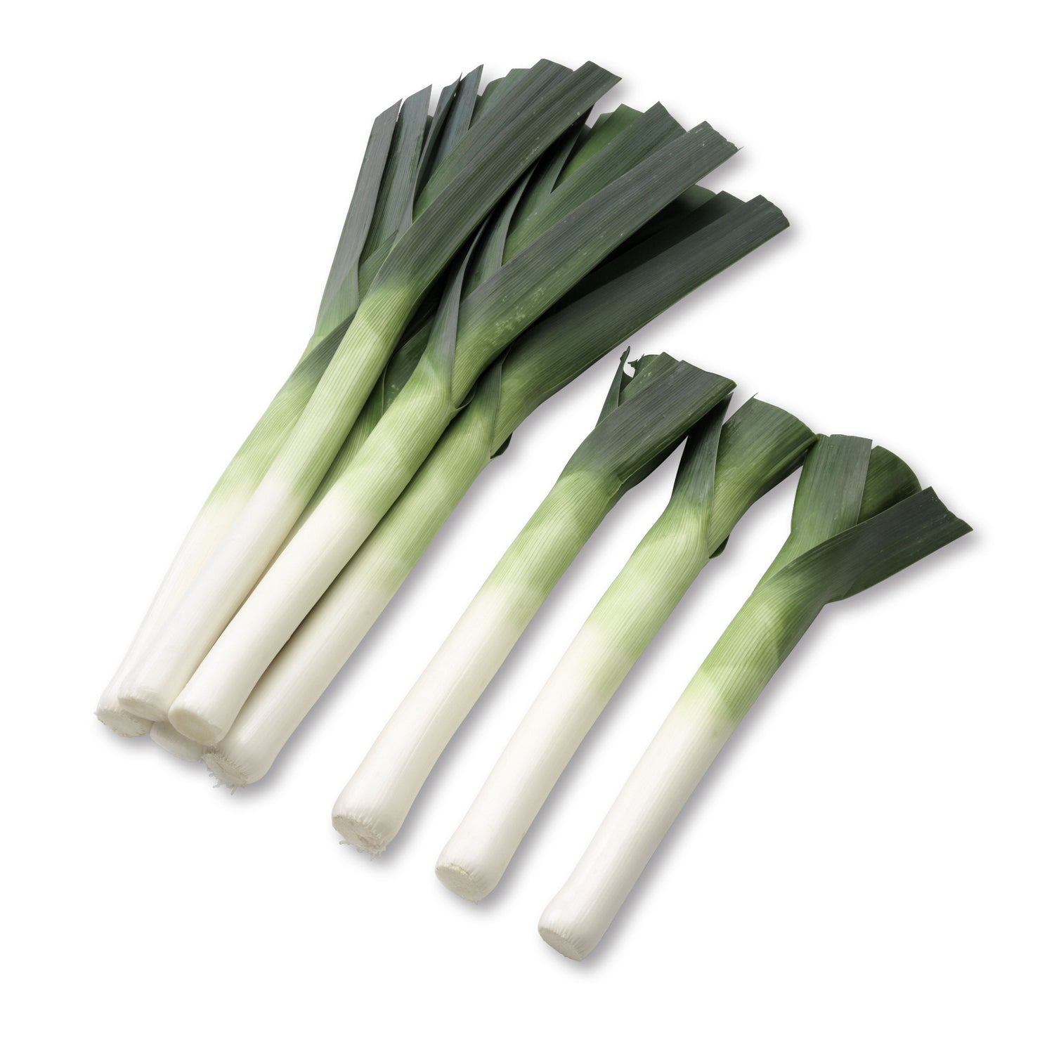 Hybrid Leek - Sureton