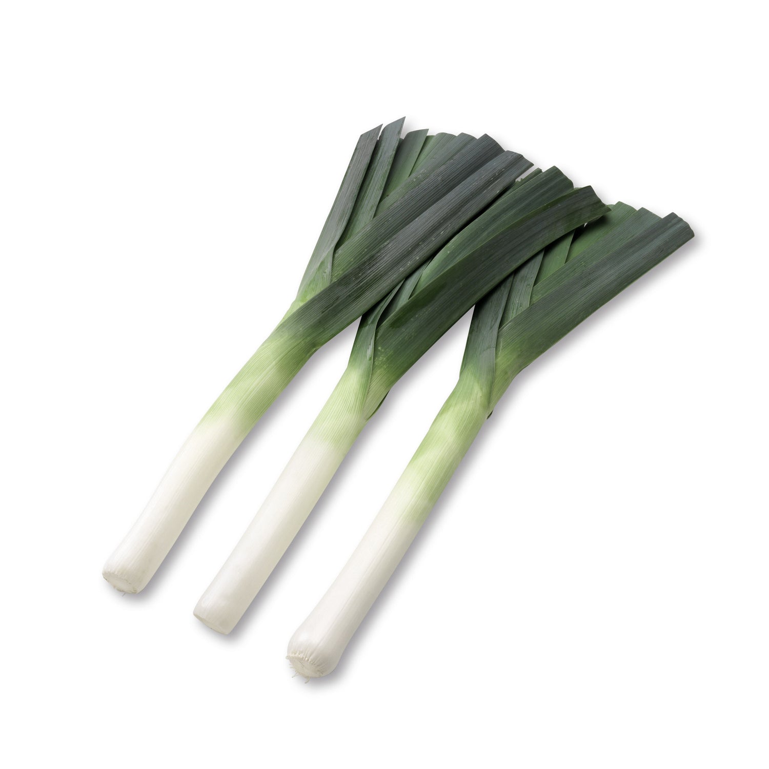Hybrid Leek - Sureton