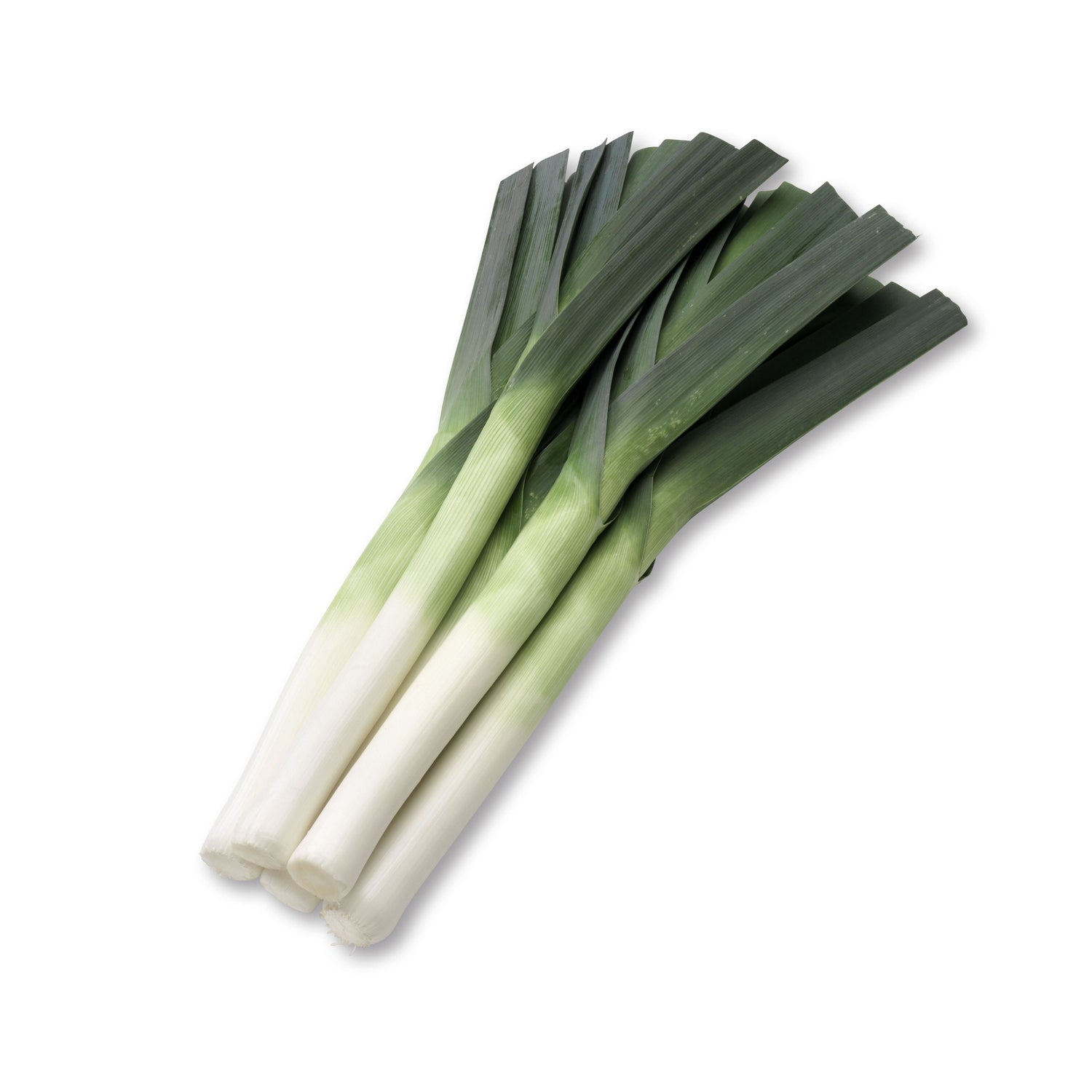 Hybrid Leek - Sureton