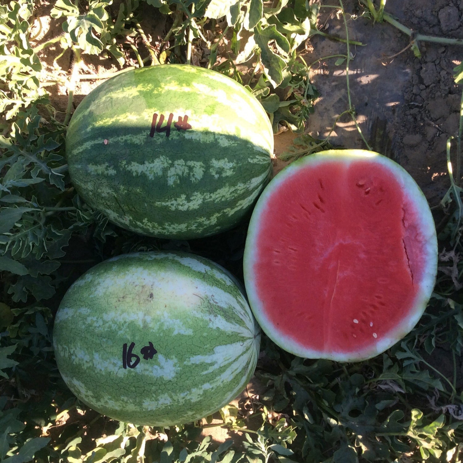 Hybrid Triploid (Seedless) Crimson Sweet Rind Watermelon - Sweet Dawn