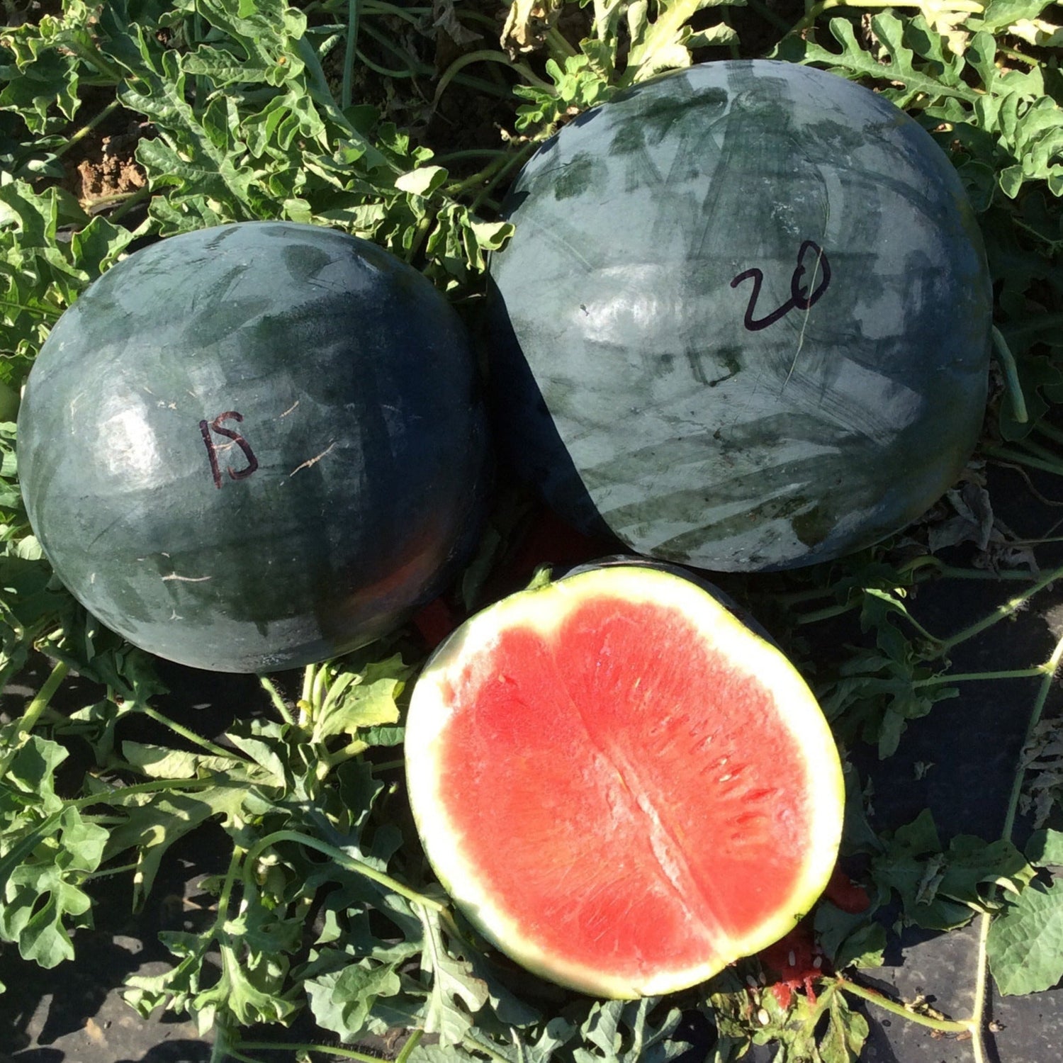 Hybrid Triploid (Seedless) Sugar Baby Rind Watermelon - Sweet Gem