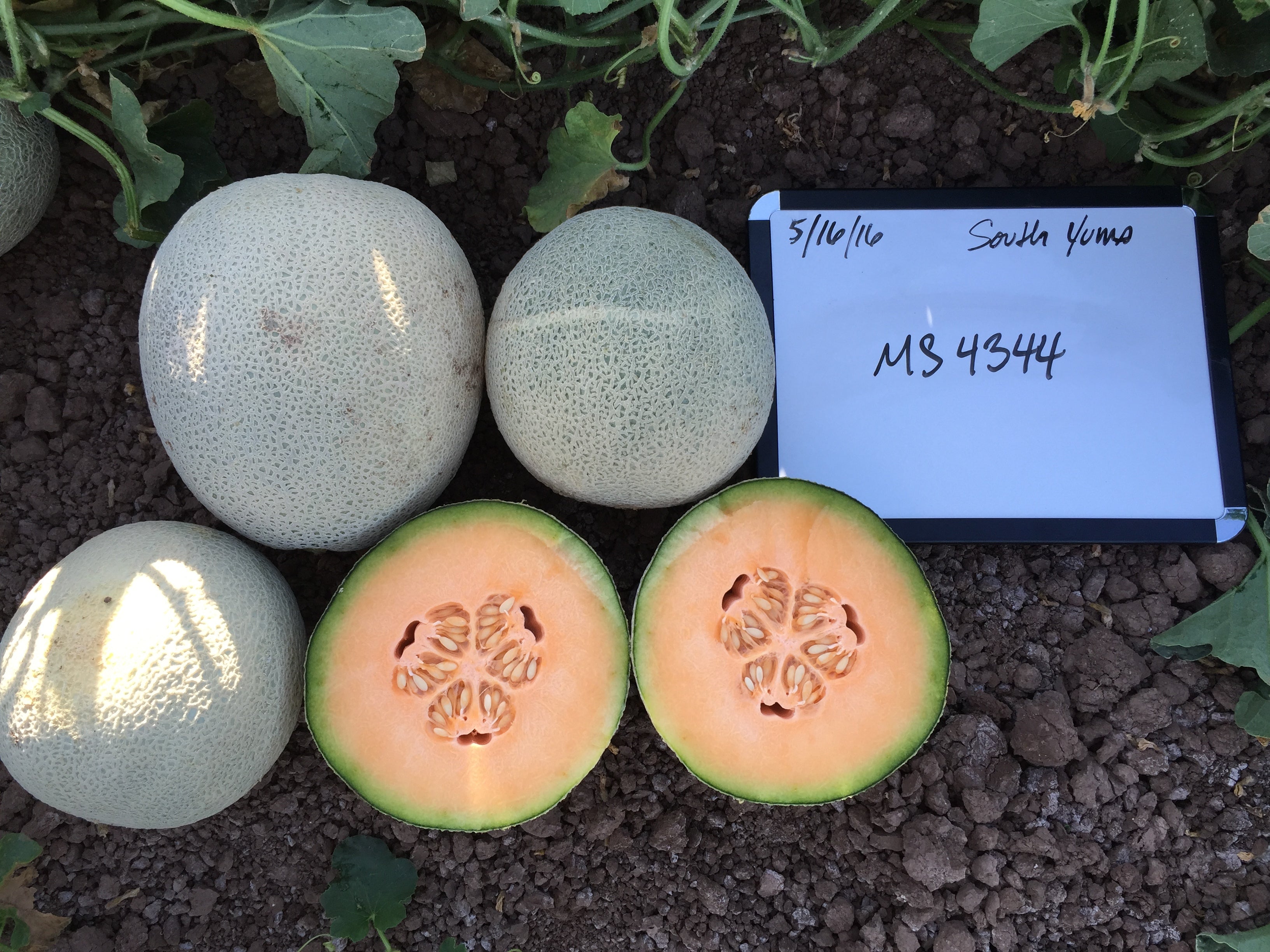 Hybrid Cantaloupe - Sweet Sunrise – Gowan