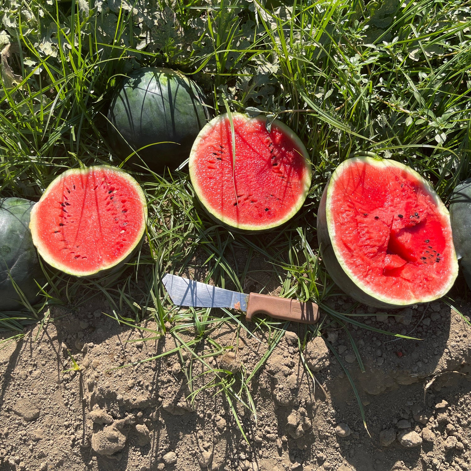 Hybrid Diploid (Seeded) Solid Dark Rind Watermelon - Sweetie Pie