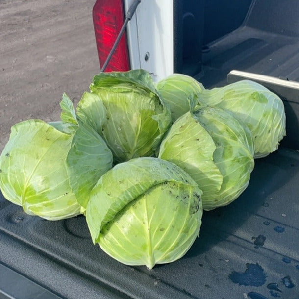 Hybrid Green Cabbage - Swingma RZ