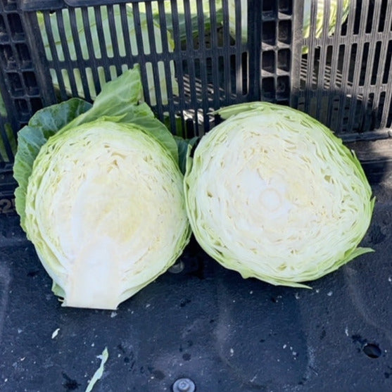 Hybrid Green Cabbage - Swingma RZ