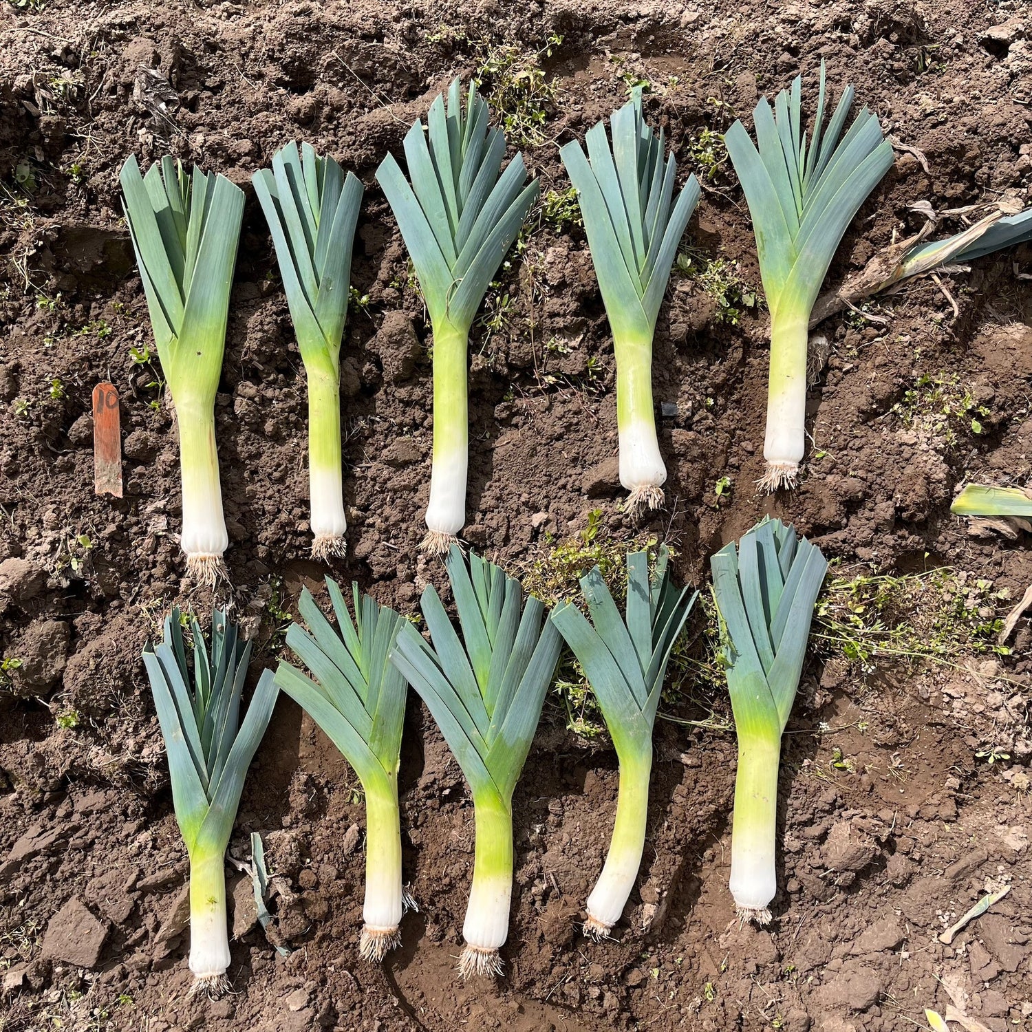 Hybrid Leek - Sydney