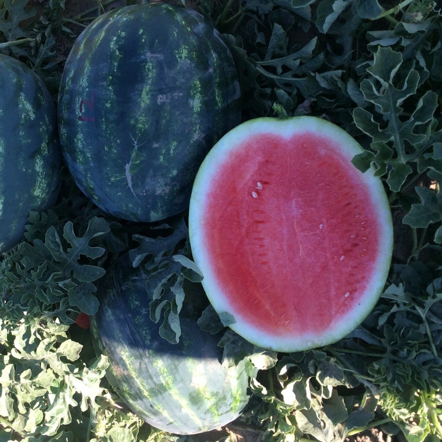 Hybrid Triploid (Seedless) Crimson Sweet Rind Watermelon - Talca