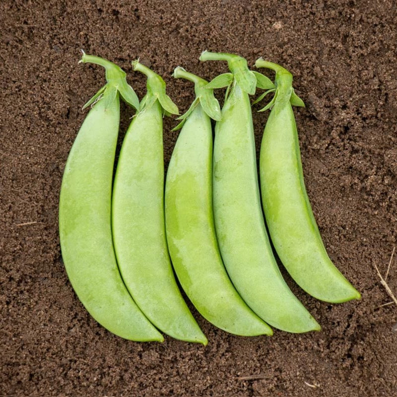 OP Snap Pea - Tendersweet