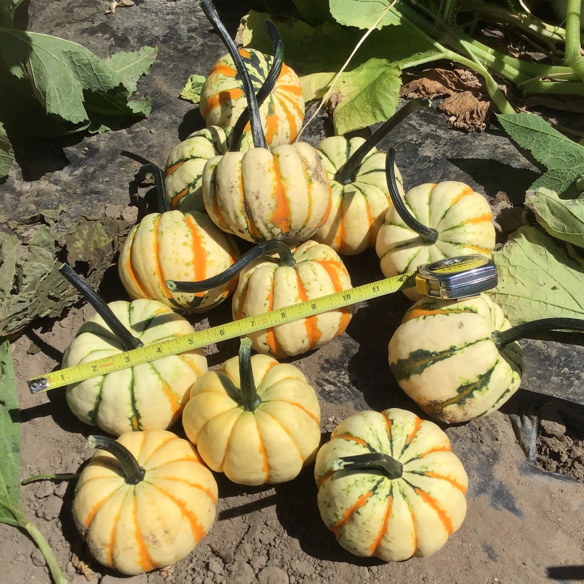 Hybrid Acorn Squash - Thriller – Gowan