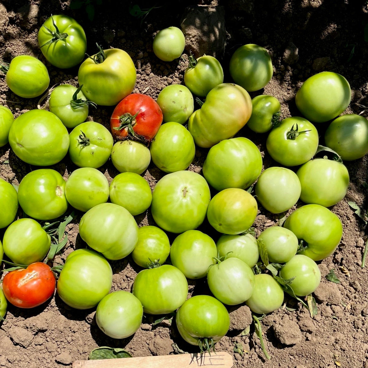 Hybrid Round Red Tomato - Thunderbird