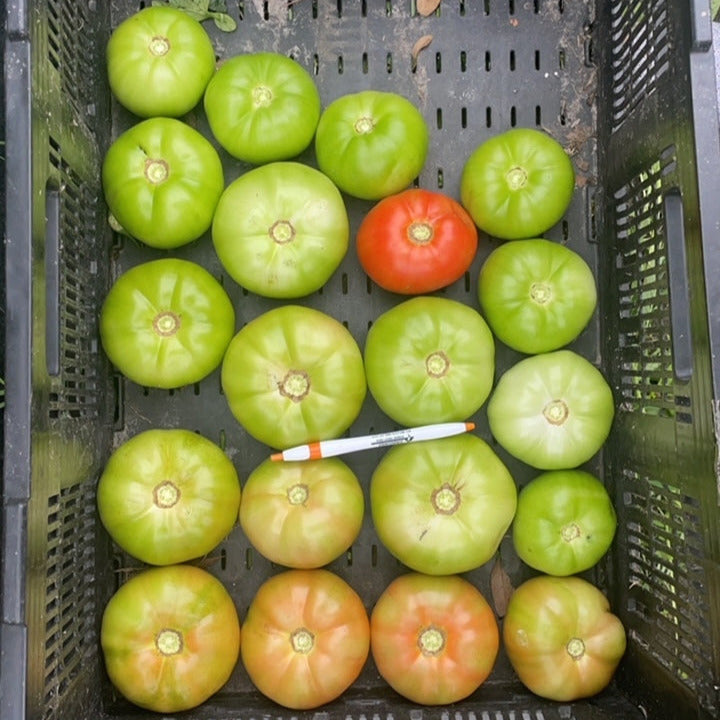 Hybrid Round Red Tomato - Thunderbird