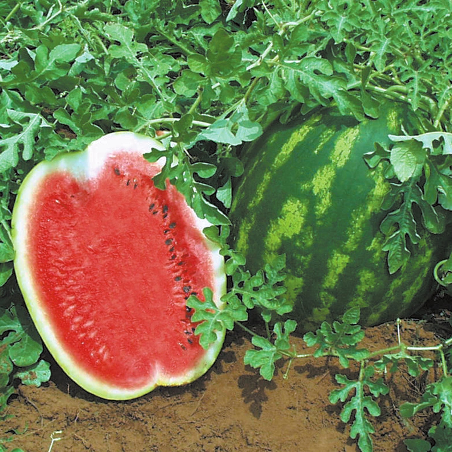 Hybrid Diploid (Seeded) Crimson Sweet Rind Watermelon - Topgun