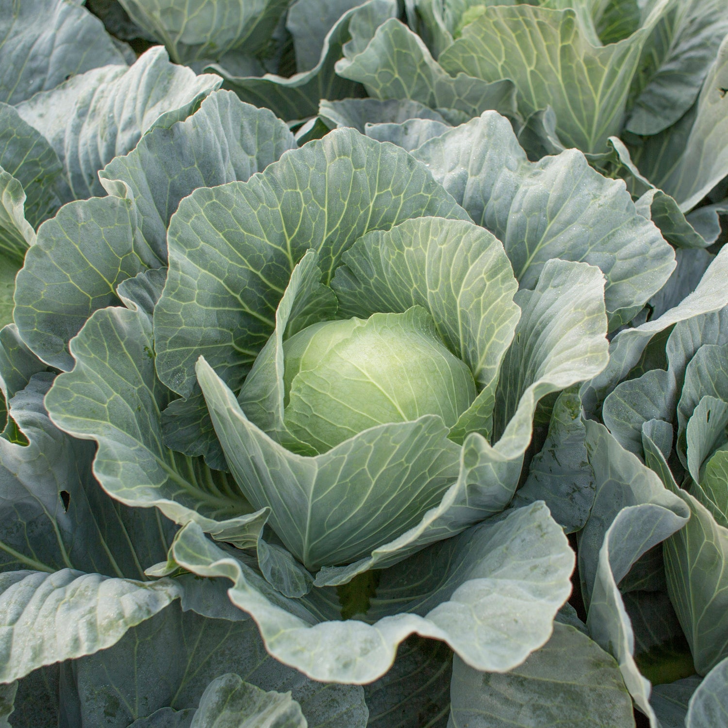 Hybrid Green Cabbage - Topma RZ