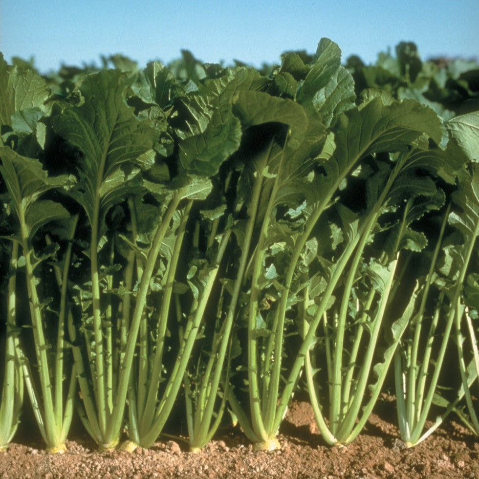 Hybrid Turnip - Topper