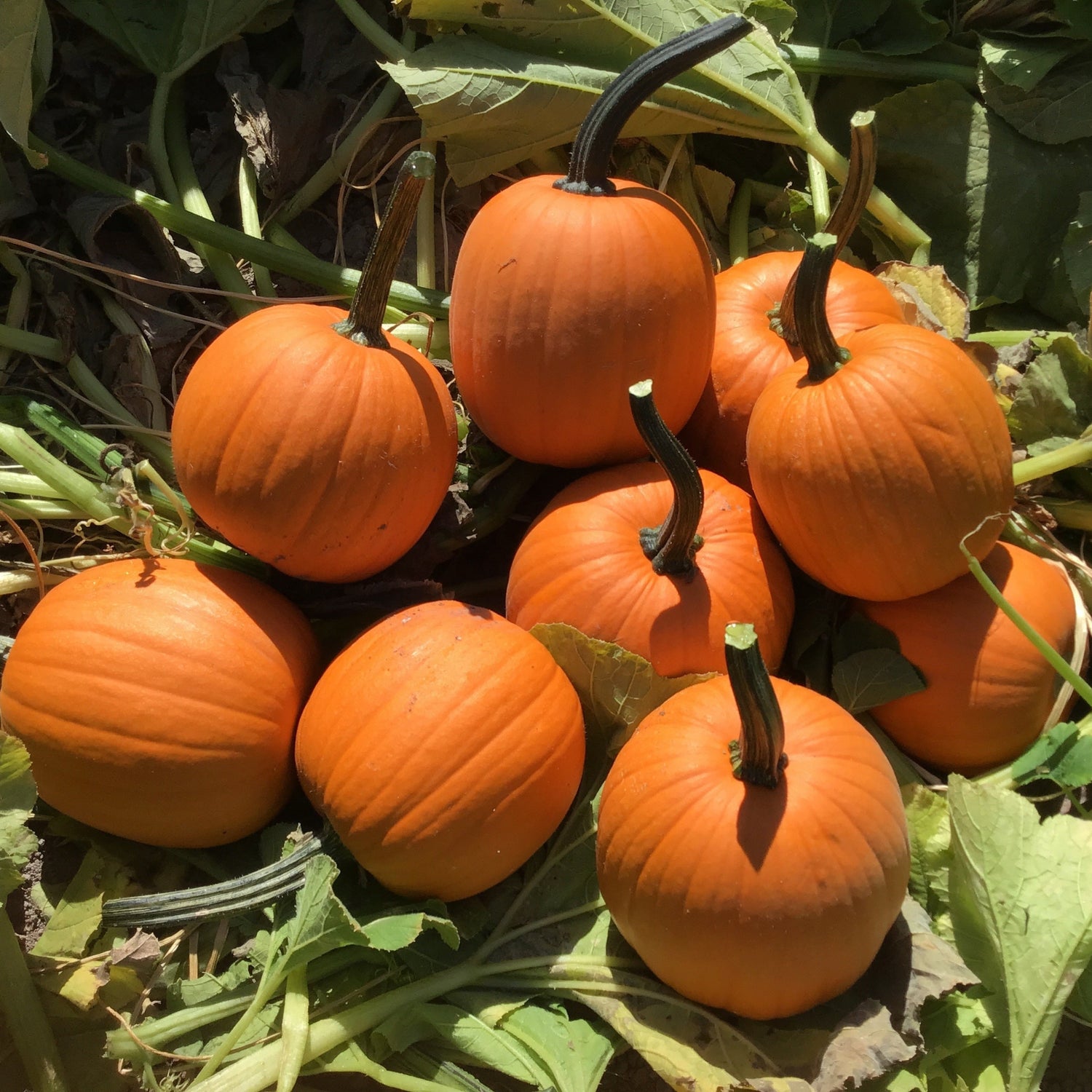 Hybrid Small/Pie Pumpkin - Touch of Autumn