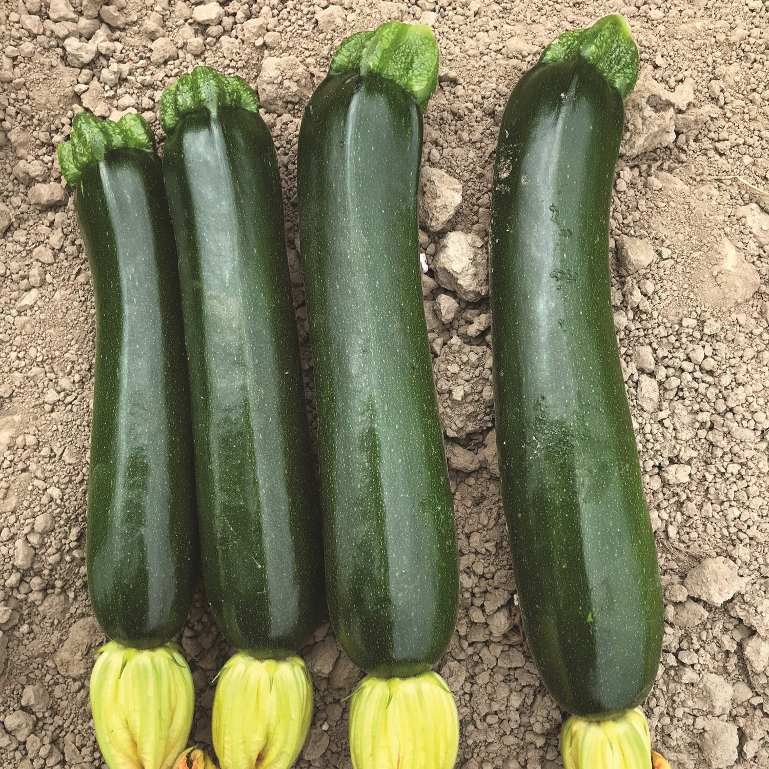 Hybrid Green Zucchini Squash - Trooper