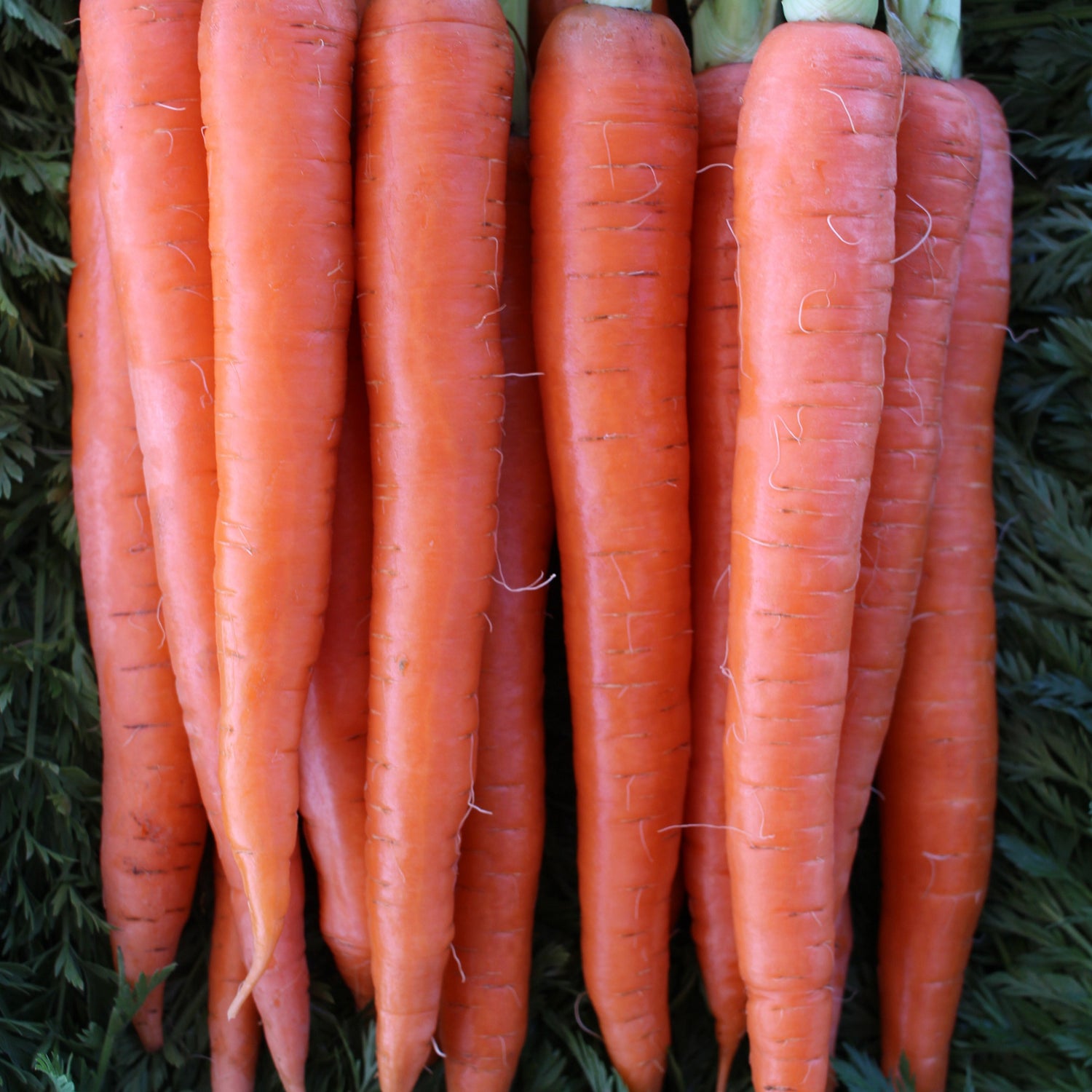 Hybrid Orange Carrot - Trophypak