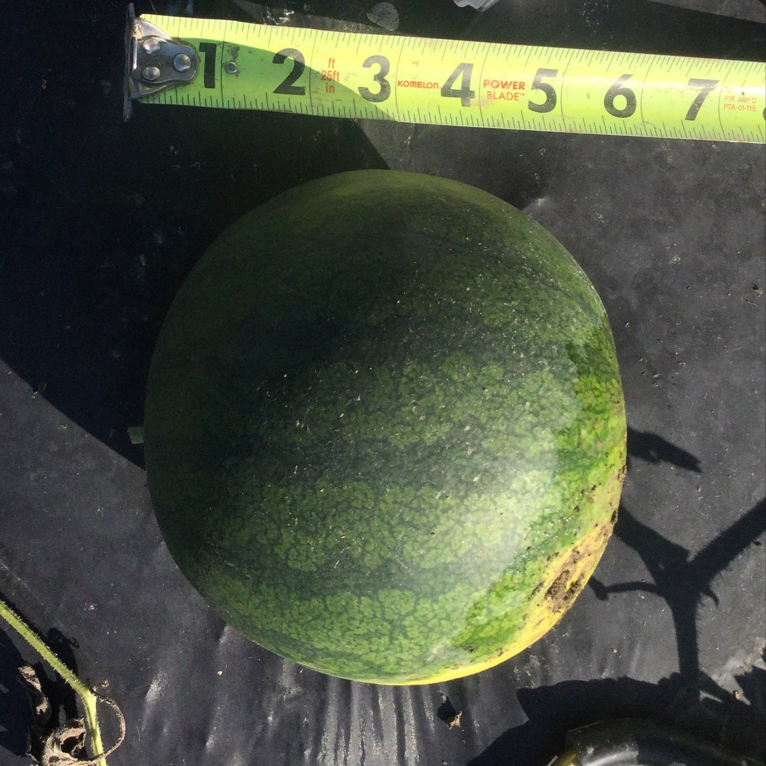 Hybrid Triploid (Seedless) Yellow Flesh Watermelon - Tropical Sunshine RZ