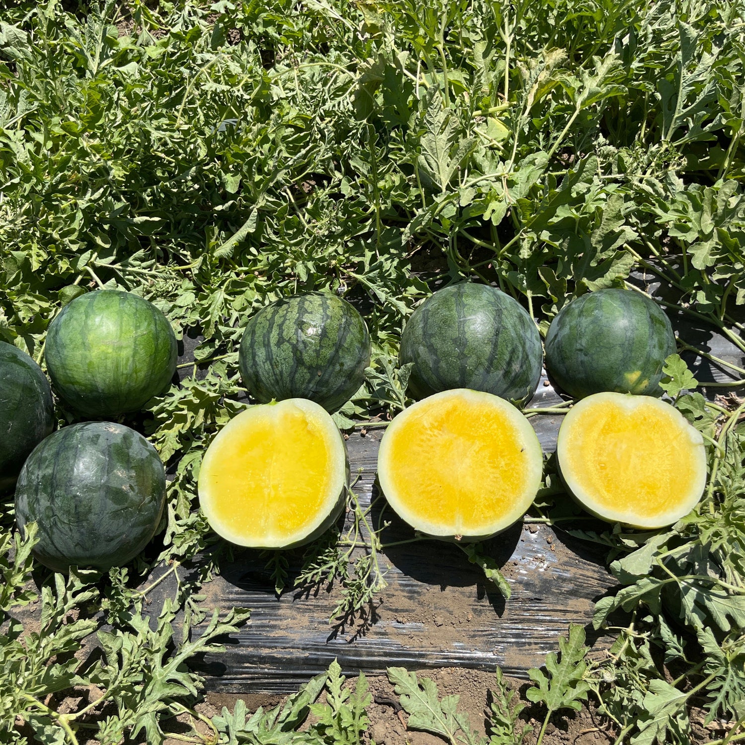 Hybrid Triploid (Seedless) Yellow Flesh Watermelon - Tropical Sunshine RZ