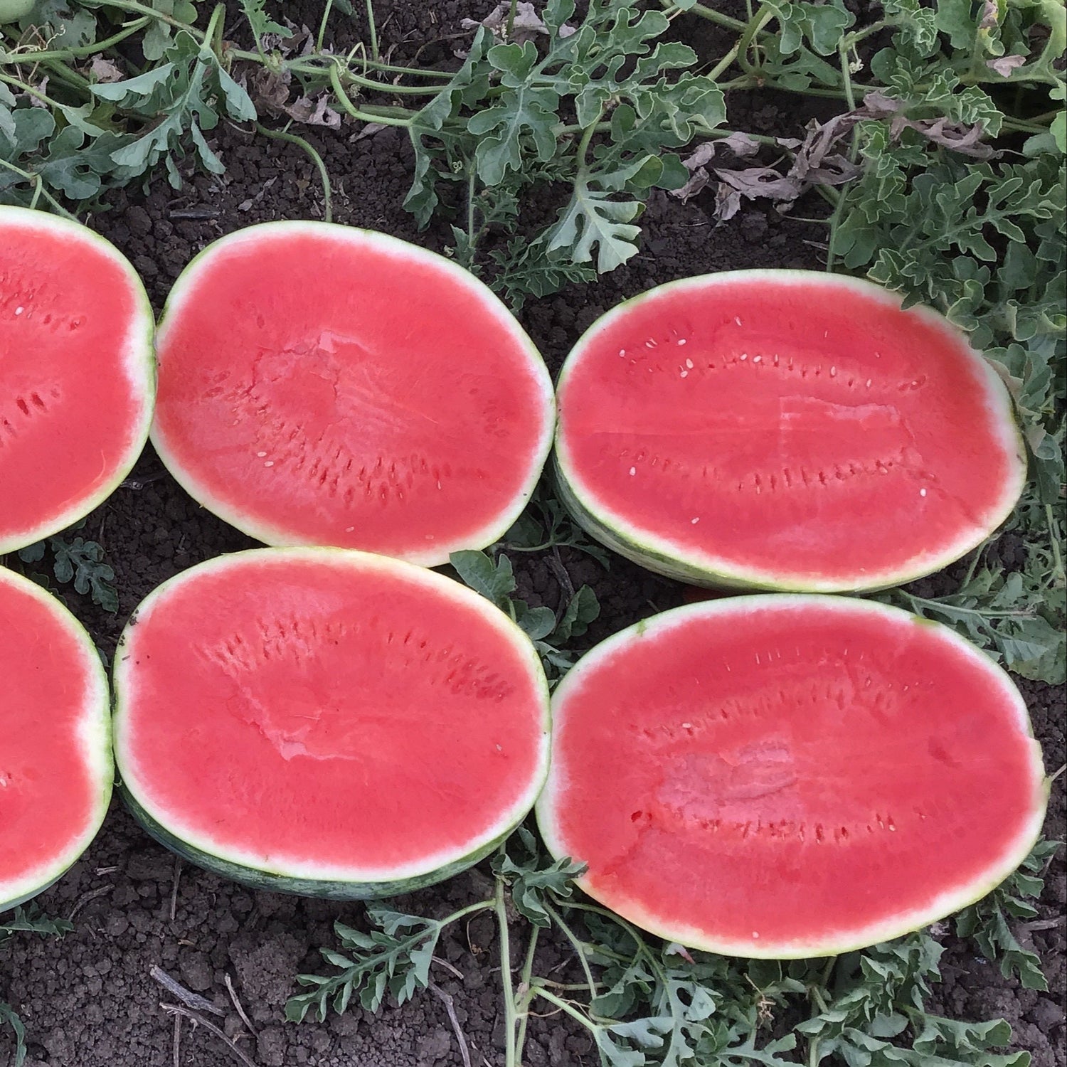 Hybrid Triploid (Seedless) Crimson Sweet Rind Watermelon - Valor