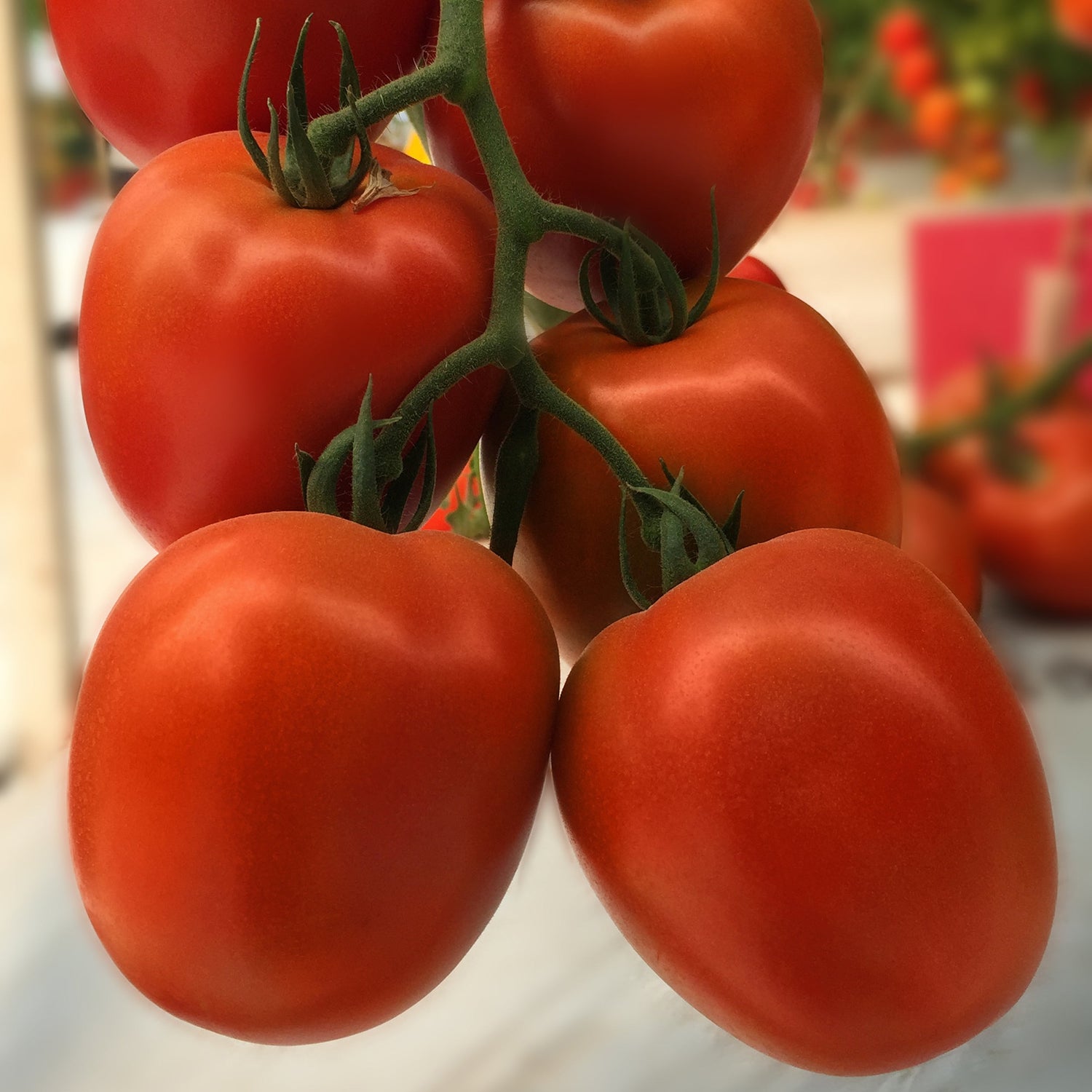 Hybrid Roma/Saladette Red Tomato - Villa