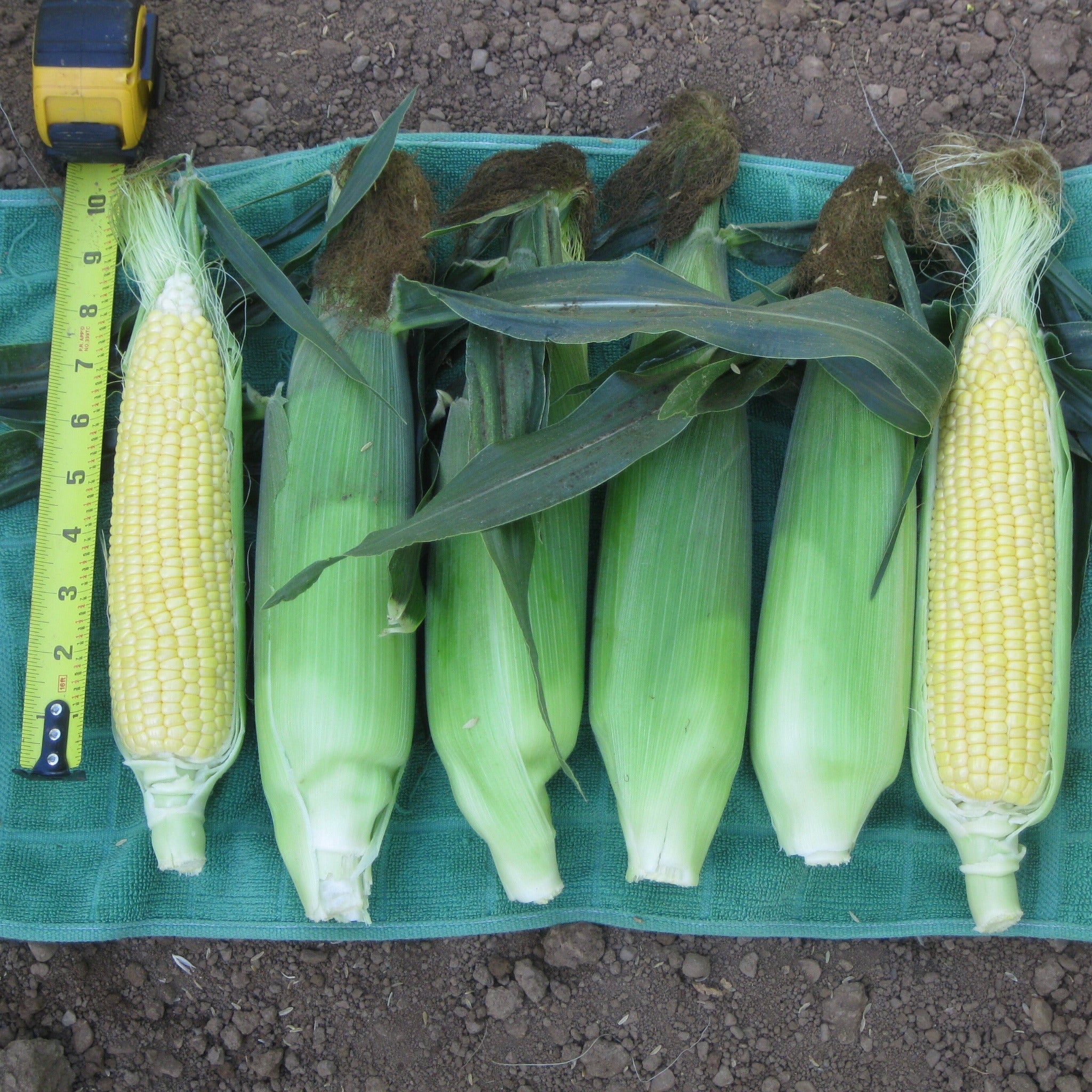 Hybrid Supersweet Yellow Corn - Vision MXR – Gowan