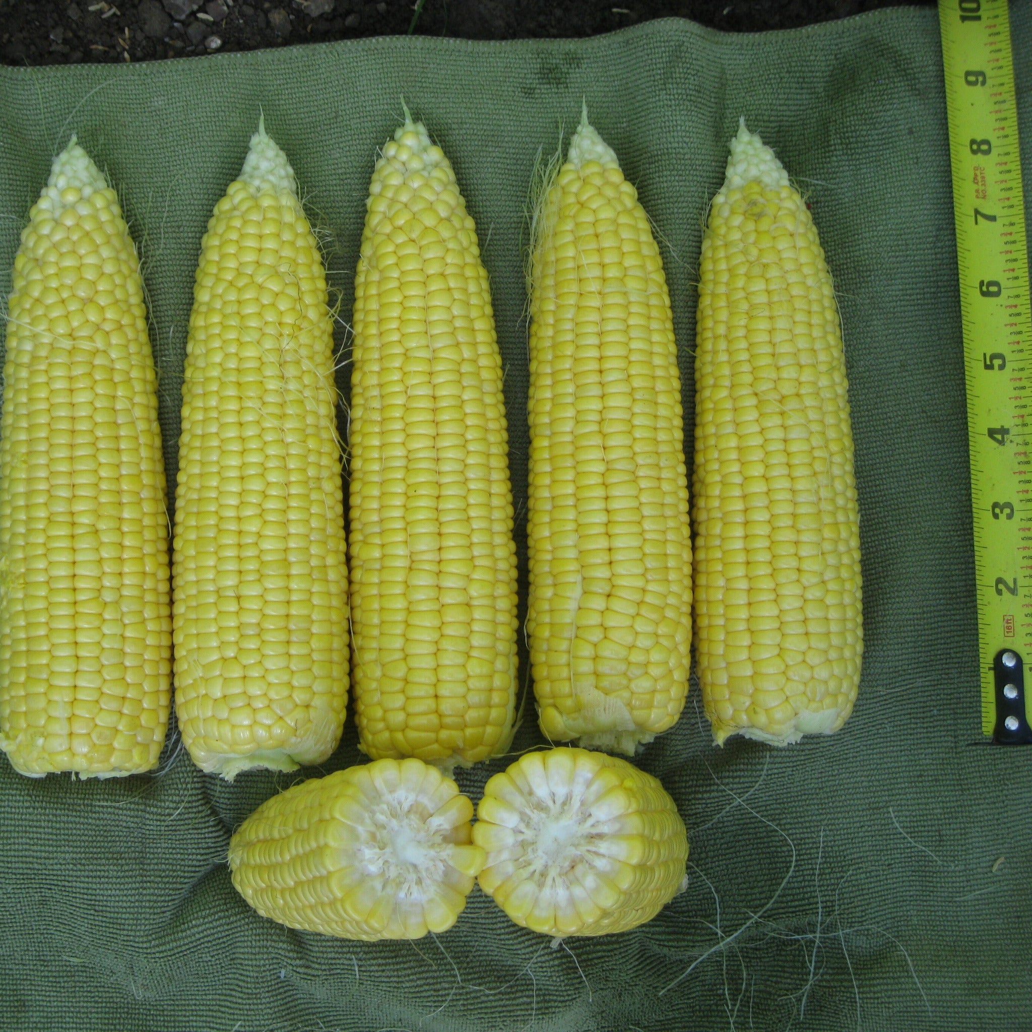 Hybrid Supersweet Yellow Corn - Vision MXR – Gowan