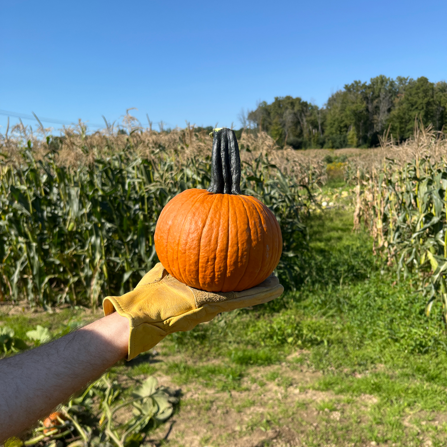 Hybrid Small/Pie Pumpkin - Voodoo