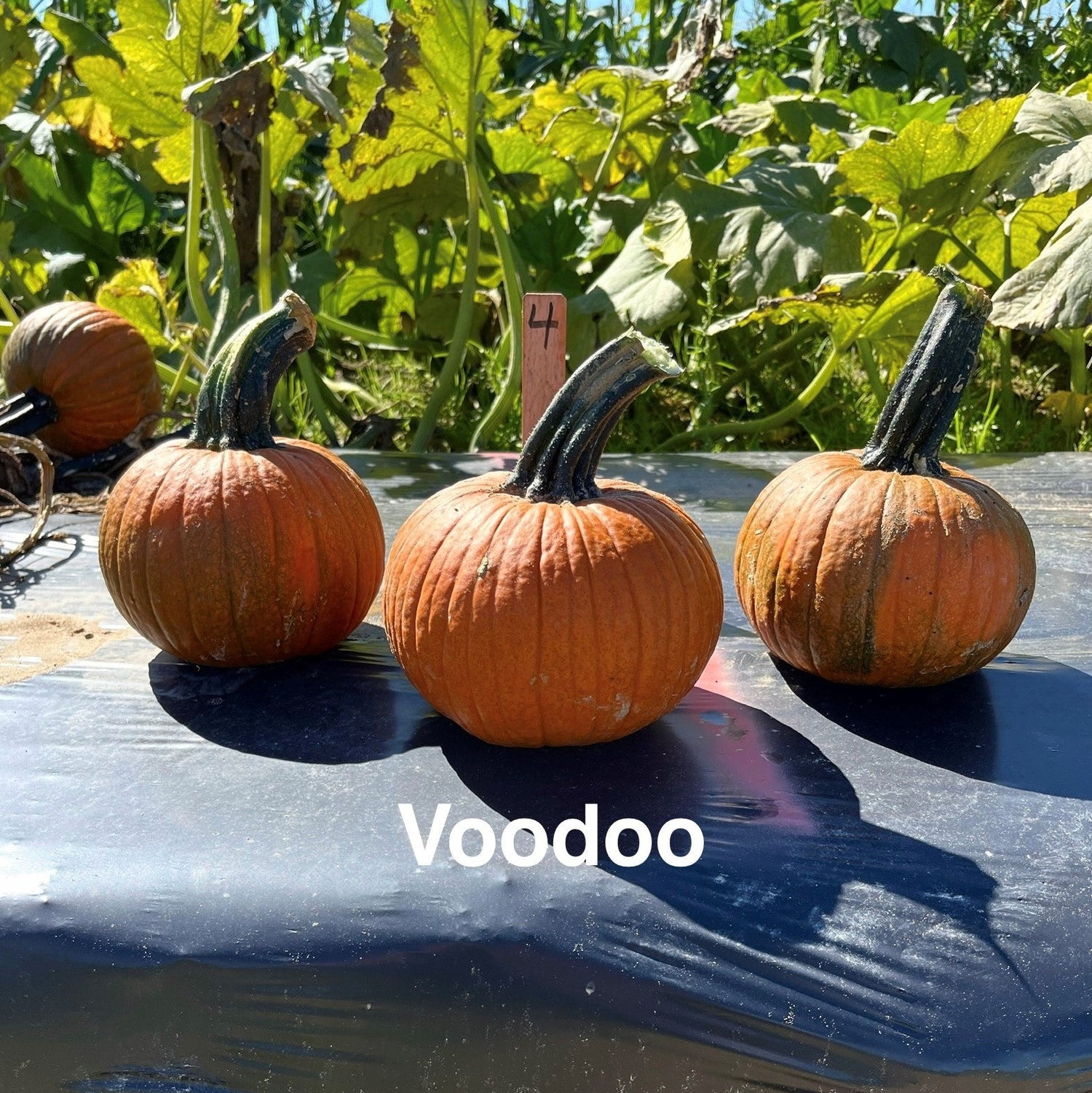 Hybrid Small/Pie Pumpkin - Voodoo