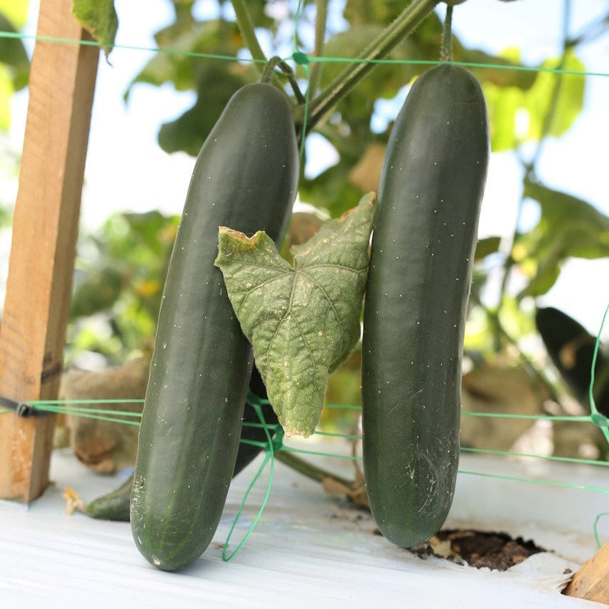 Hybrid Slicing Cucumber - WS-7584