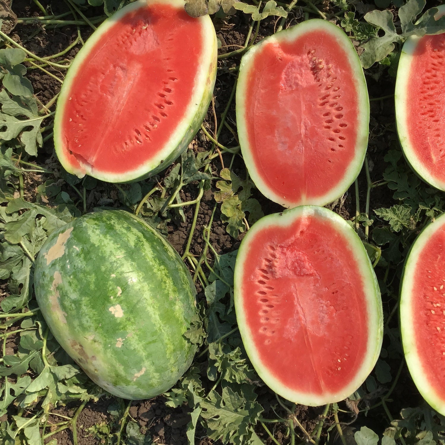 Hybrid Triploid (Seedless) Crimson Sweet Rind Watermelon - Warrior