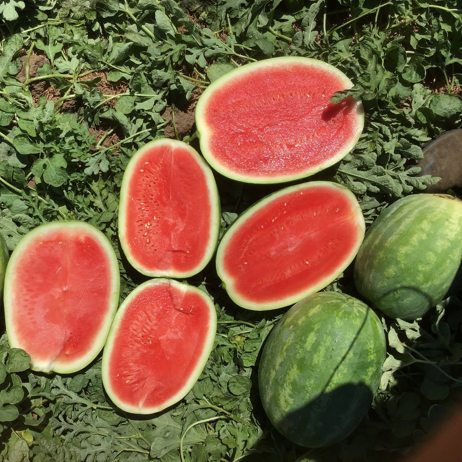 Hybrid Triploid (Seedless) Crimson Sweet Rind Watermelon - Warrior
