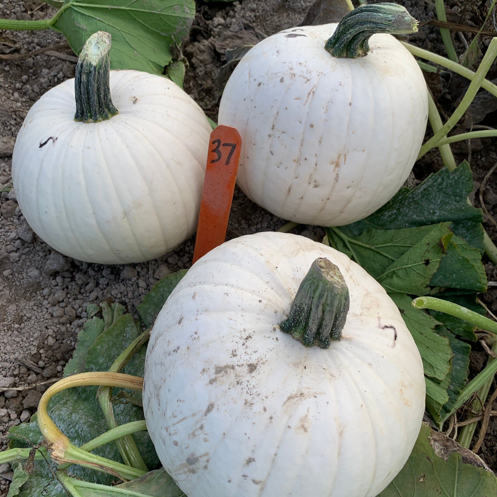 PUMPKIN学園/PumpKin 8mmCD Hybrid White Pumpkin - White Gold – Gowan