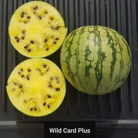 Hybrid In Row Pollenizer (Seeded) Watermelon - Wild Card Plus