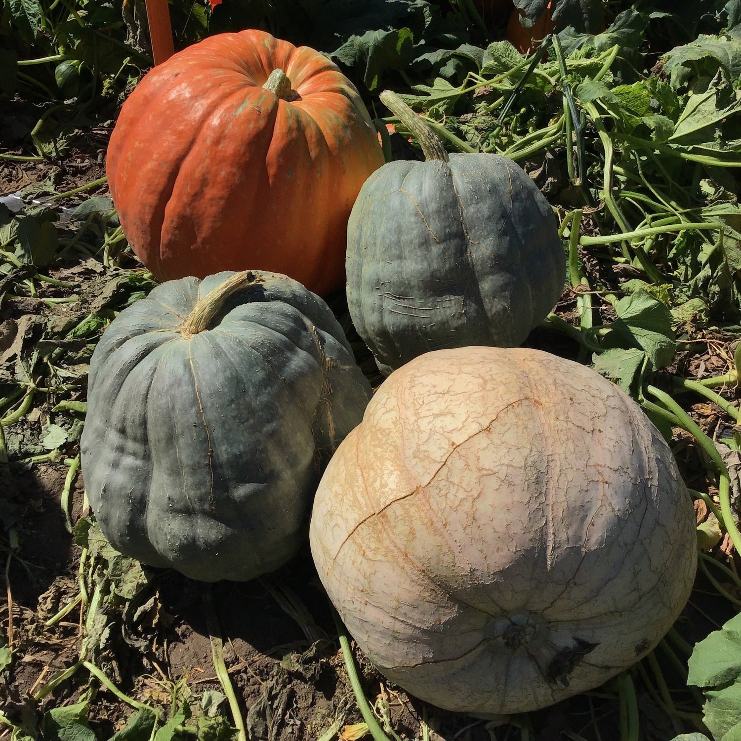 Hybrid Giant Pumpkin - World of Color