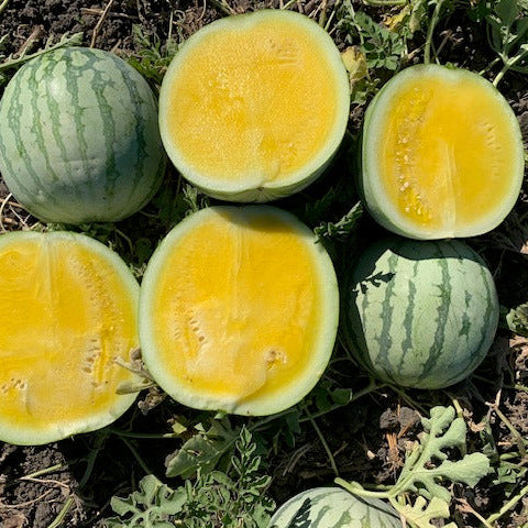 Hybrid Triploid (Seedless) Yellow Flesh Watermelon - Yellow Buttercup