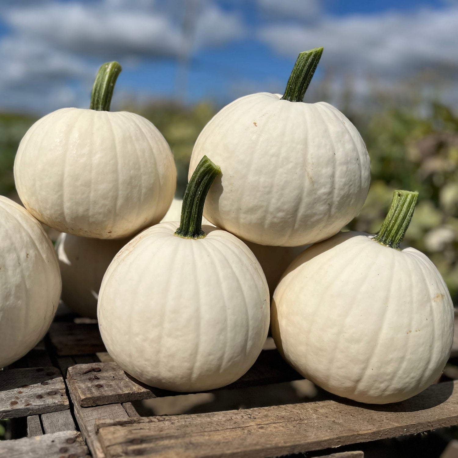 Hybrid White Pumpkin - Ghost Town